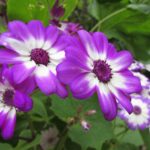 Resep Rahasia Bebek Carok Bintaro